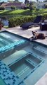 Dog Can't Wait to Go Swimming