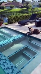 Dog Can't Wait to Go Swimming