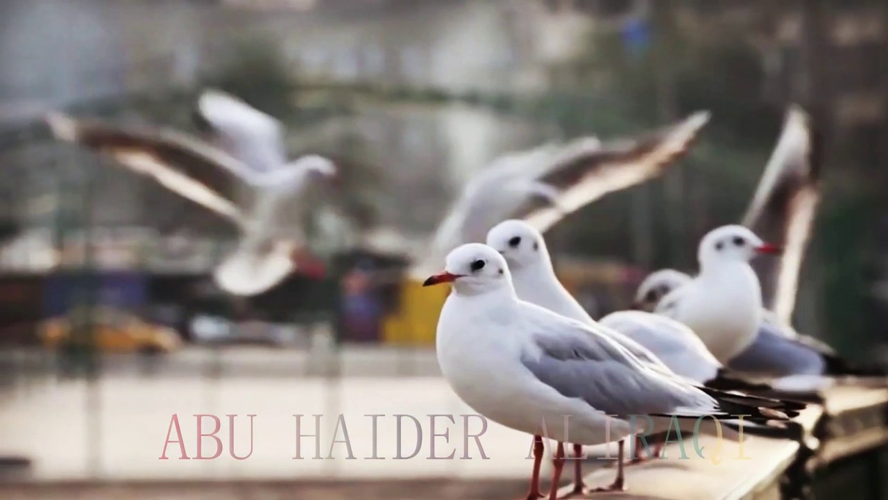ياسر البصري   -    يمه يايمه