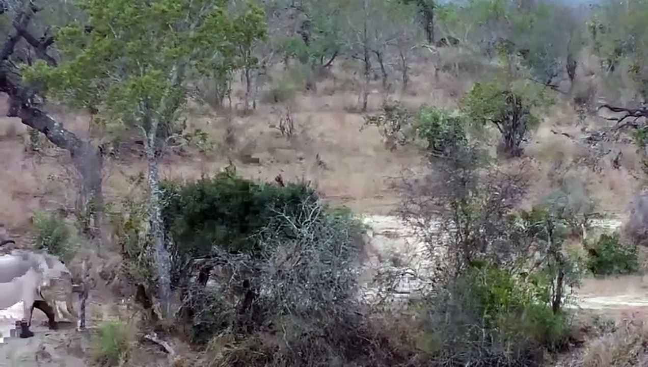 Two Elephants