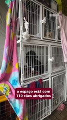 Abrigo de animais está lotado e precisa de voluntários