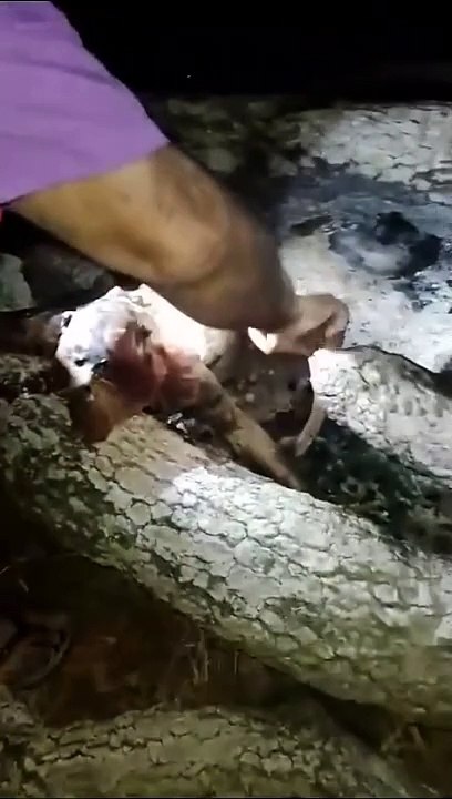 Dito Chupa-Cabra é encontrado no Mato Grosso do Sul