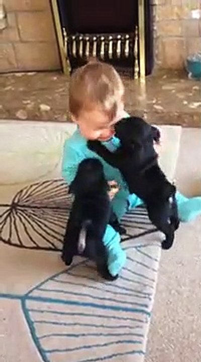 cute Baby laughing at pug puppies(360P)