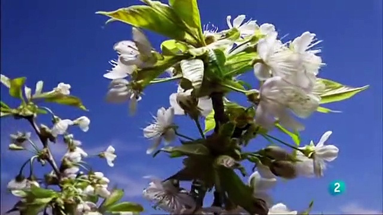 Alemania salvaje: Bosques.