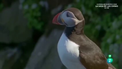 Natura Atlantica Escocia Islas Feroes e Islandia