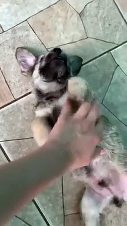 video-1579462041