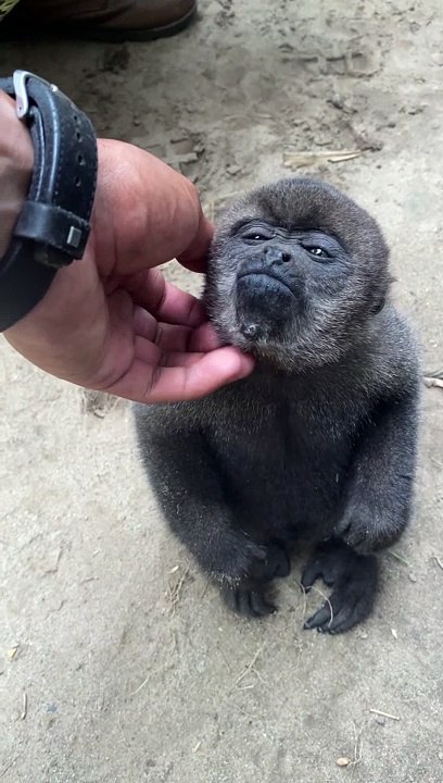 Monkey Wants Some Love