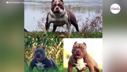 Hodowla tej ogromnej rasy psów będzie wkrótce zakazana