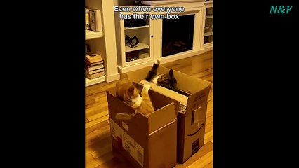 Funniest Cats Videos, The Siliest, Cutest And Funniest Cats 25