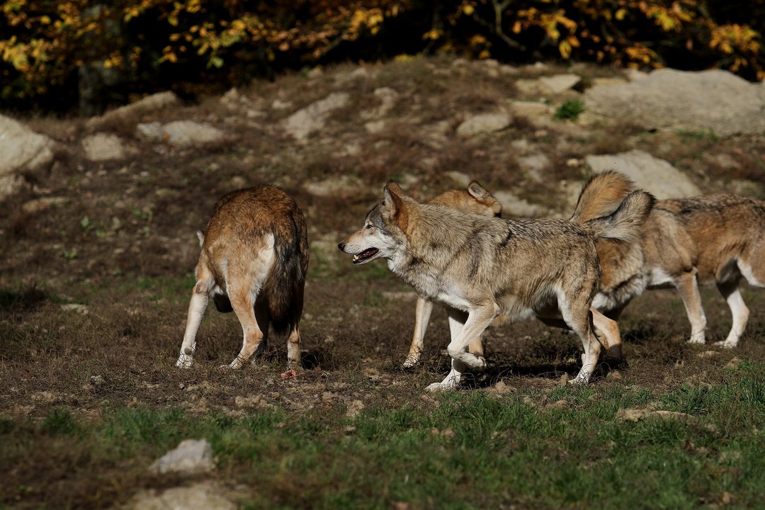 Populacja wilków w Lubuskiem rośnie z roku na rok