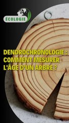 Dendrochronologie : Comment mesurer l'âge d'un arbre ?