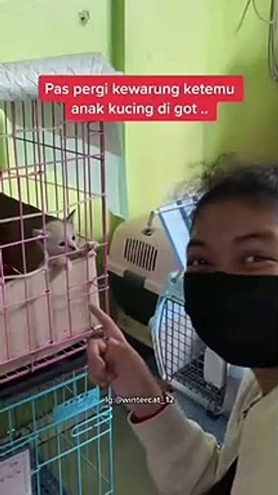 kucing gaul-1