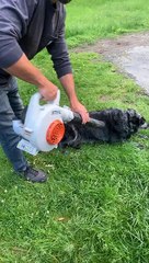 Manteau séché avec un souffleur de feuilles