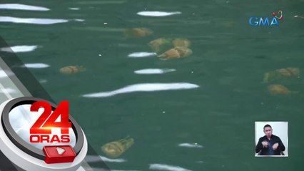 Non-stinging jelly fish, puwedeng makasabay sa paglangoy; rock formations atbp., mae-enjoy rin | 24 Oras