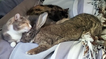 Sunday Morning Snuggle Session