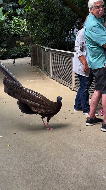 A Very Flirtatious Pheasant