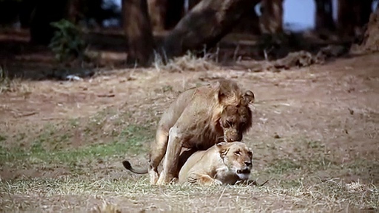 Lion Pair Mate, Fight, And Roar