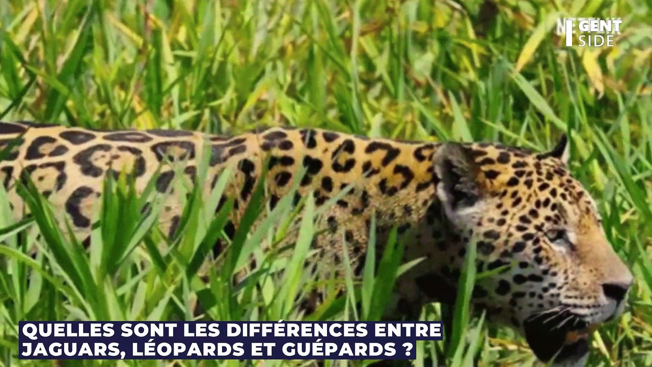 Quelles sont les différences entre jaguars, léopards et guépards ?