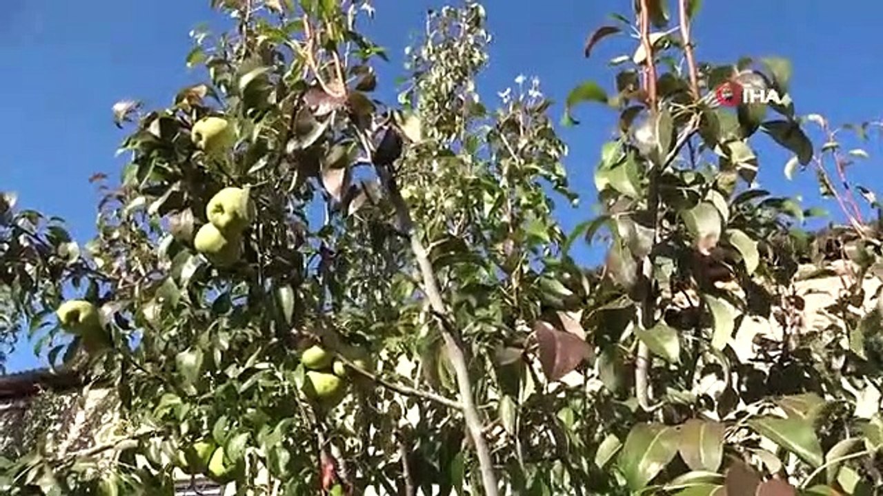 Van'da çiçek açan armut ağacı şaşırttı