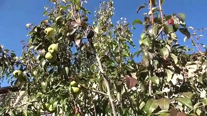 Van'da çiçek açan armut ağacı şaşırttı