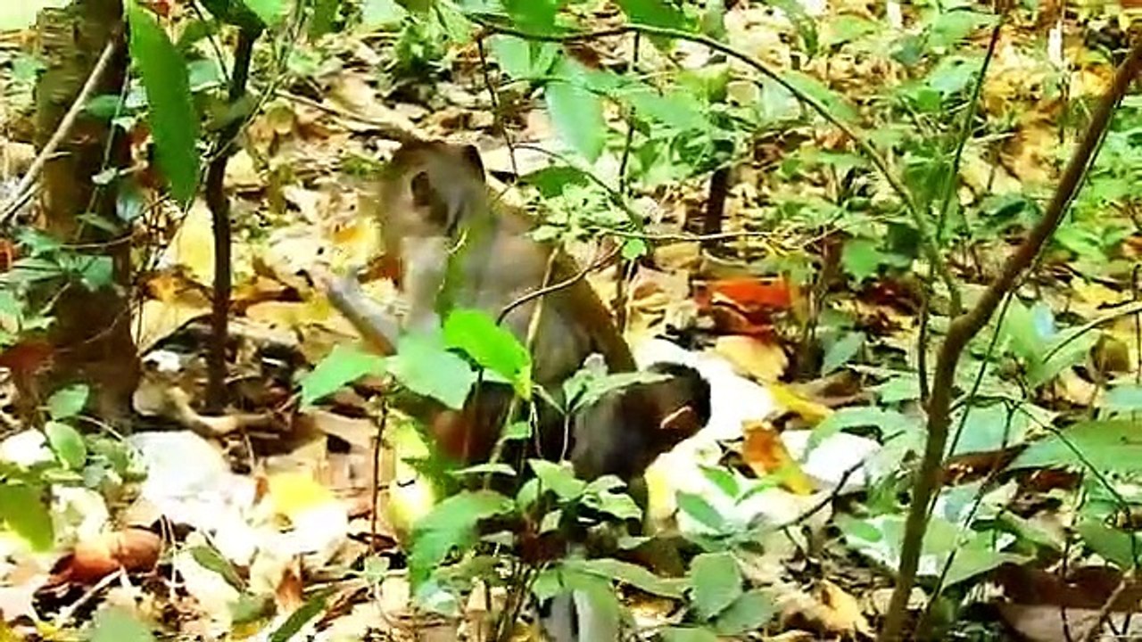 Monkey baby Alba and monkey Anna.... P15