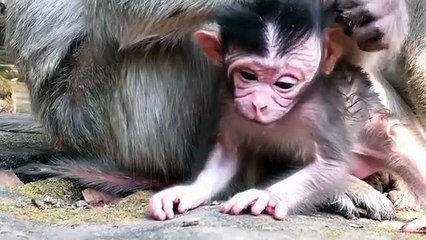 Monkey -Newborn baby Sherri