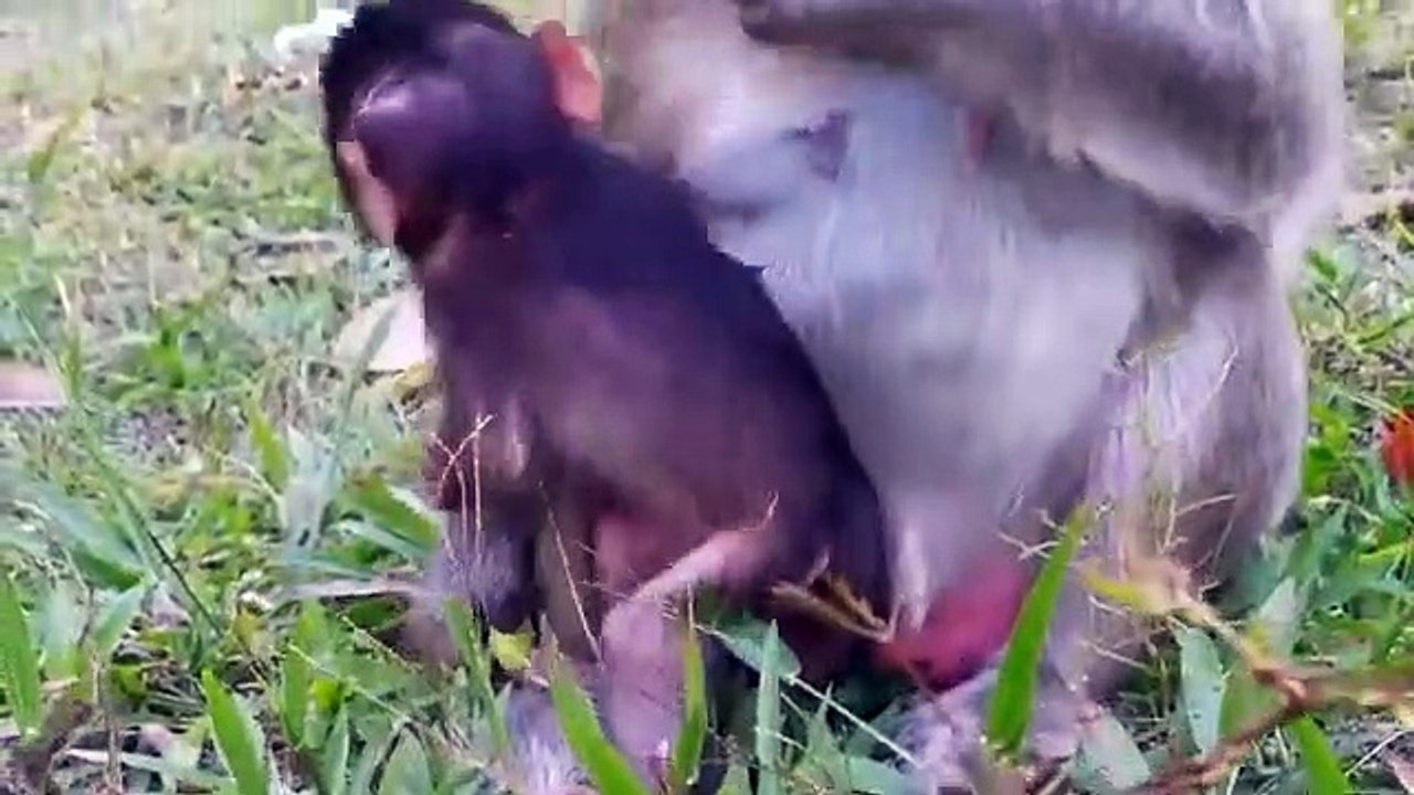 Monkey -Sweatie