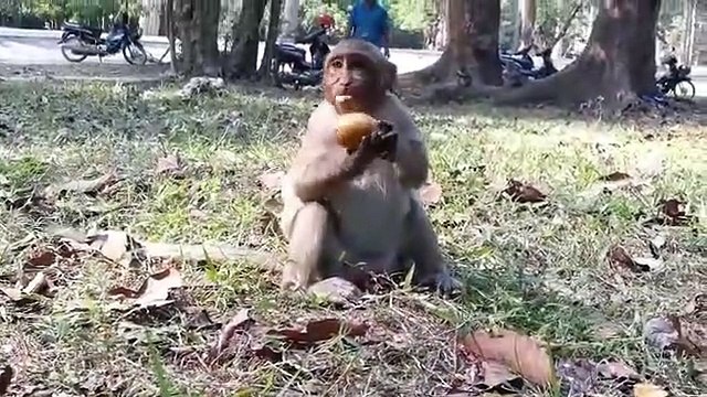 Monkey -Sweet Pea and baby Lori