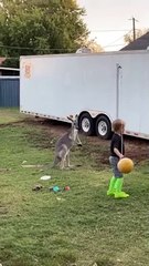 Tetherball With A Kangaroo