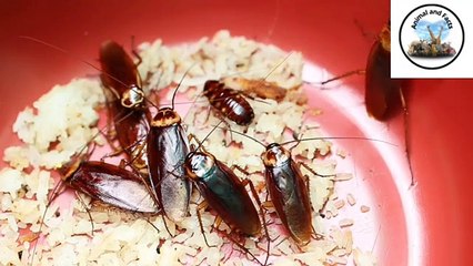 FYI‼️ 10 Facts About Cockroaches You Need to Know