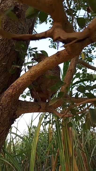 Jungle teetar on the nesting