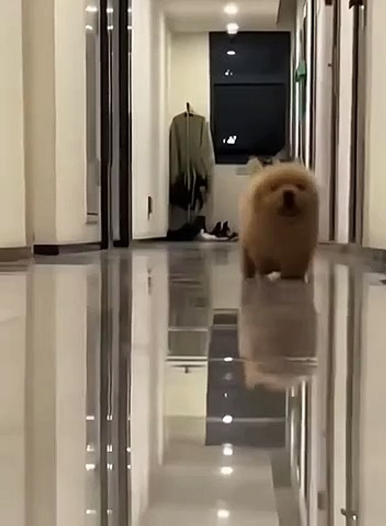 ⁣Dogs Funny Moments | Dogs Funny Compilation | Animals Funny Moments | Cute Pets | Funny Animals #dog