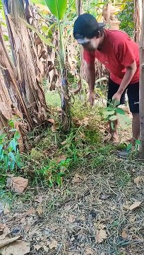 Cari rumput #feedshorts #funny #comedyfilms #shortsfeed #lucu #comedymovies #shortsvideo