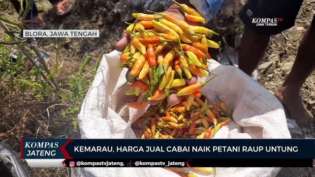 Kemarau, Harga Jual Cabai Naik Petani di Blora Raup Untung