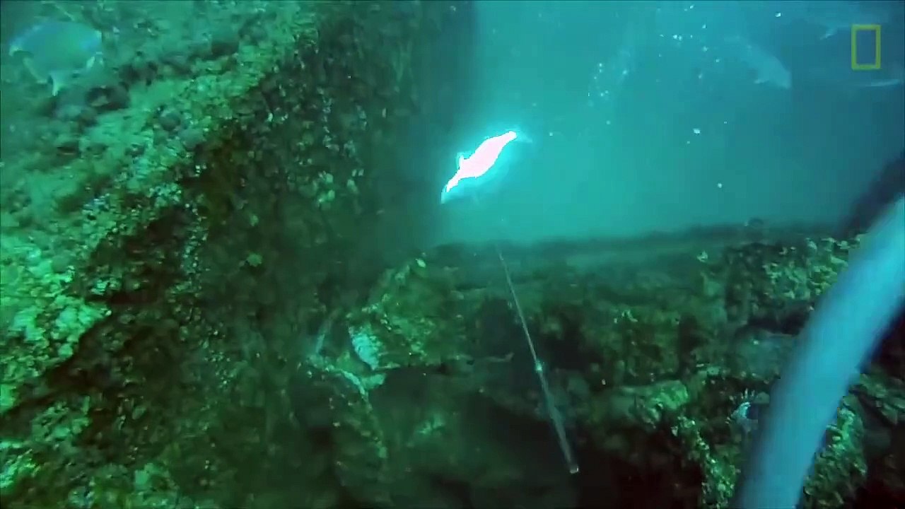 Ce pécheur au harpon se fait emporter par un Mérou géant
