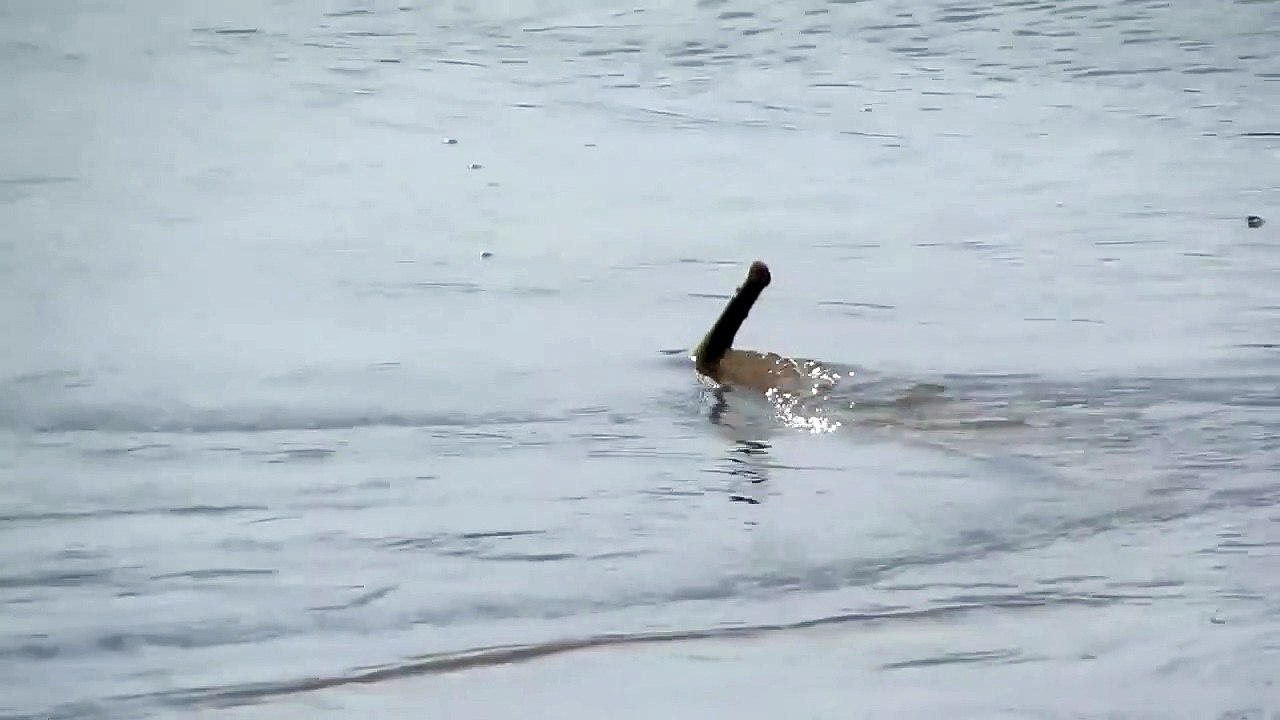 Mais quel est cette créature filmée dans une rivière du brésil... Monstre marin