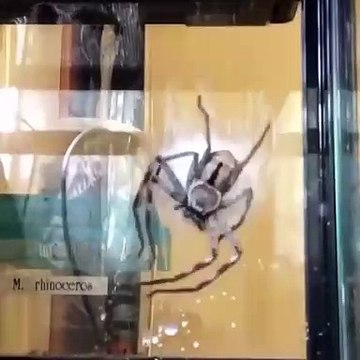 Une araignée tisse son sac d'oeuf