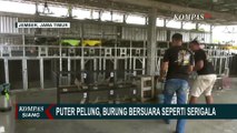 Budidaya Burung Puter Pelung, Warga Jember Raup Untung Rp5Juta-Rp10 Juta per Bulan