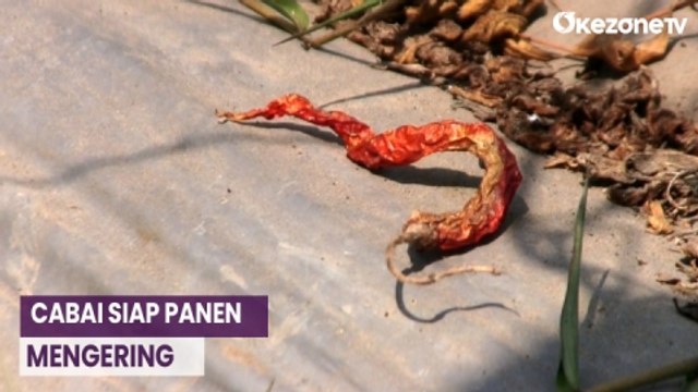 Hektaran Tanaman Cabai Siap Panen Mengering di Sleman, Yogyakarta