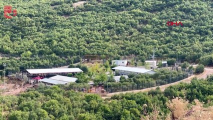 Dersim'de köpeklerin öldürülerek çukura atıldığı iddiasına inceleme