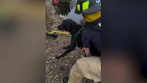 Moment ‘drowning’ labrador rescued after getting trapped in waste water pipe