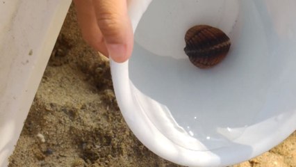 Family feels a jolt of fear after seashell turns out to be a living, breathing creature