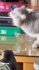 Komplikasi Video kucing lucu