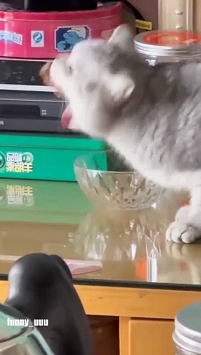 Komplikasi Video kucing lucu