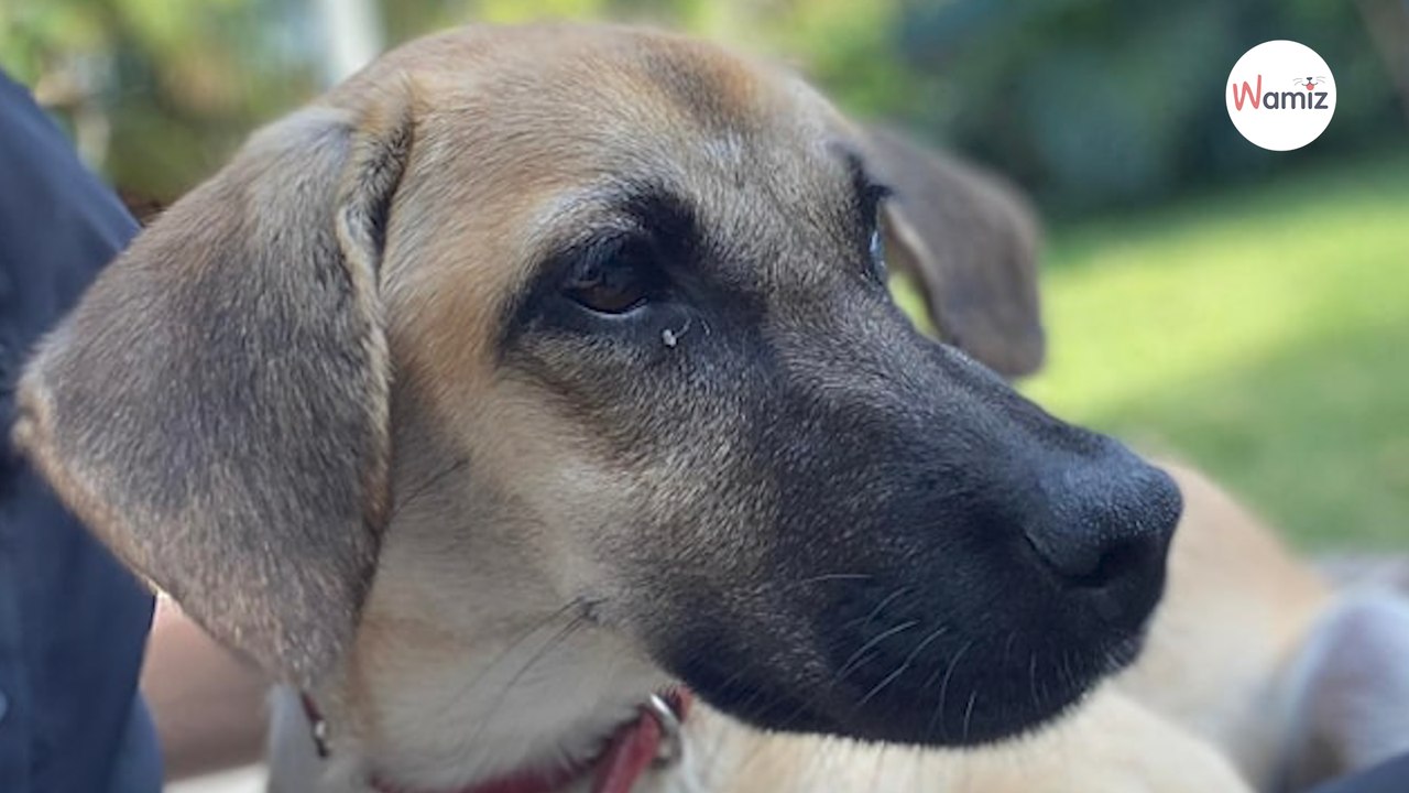 Après avoir frôlé la mort dans un début de vie d'errance, cette chienne de 9 mois cherche le bonheur