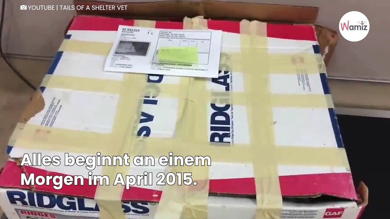 Mysteriöser Karton im Tierheim: Niemand ahnt, was sich darin befindet