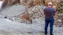 Yusufeli Barajı sahasında yaban keçileri görüntülendi