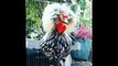 AYAM HIAS POLAND❗Tahap Awal Ternak Ayam Hias Jambul Atau_Ayam Poland