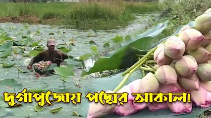 দুর্গাপুজোয় পদ্মের আকাল! জাতীয় ফুলের ফলন কমায় মাথায় হাত চাষিদের