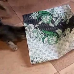 Kucing lucu banget bikin ngakak